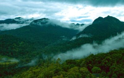 Best Restaurants in Mannarkkad – Top 5 Places to Eat in 2026