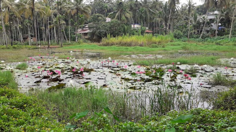 Best restaurants in Kondotty for dining