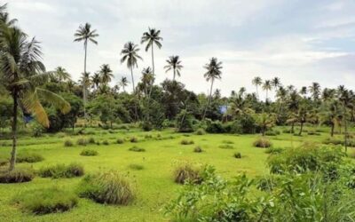 5 BEST RESTAURANTS IN OTTAPALAM