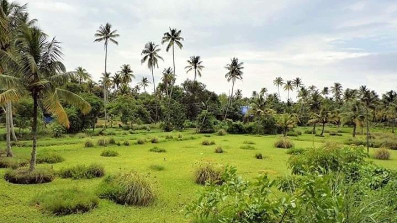 5 BEST RESTAURANTS IN OTTAPALAM