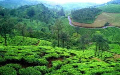 Best 10 Restaurants in Idukki – Veg, Non-Veg & Arabian Food Spots